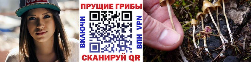 Купить закладки  Любим  Галлюциногенные грибы MAGIC MUSHROOMS 